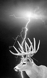 鹿死谁手,揭秘权力巅峰的终极对决