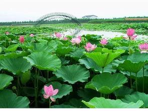 白洋淀,华北明珠的水上绿洲